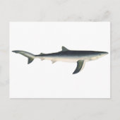 ヴィンテージブルーシャーク、水中競技海マリンライフ ポストカード (正面)