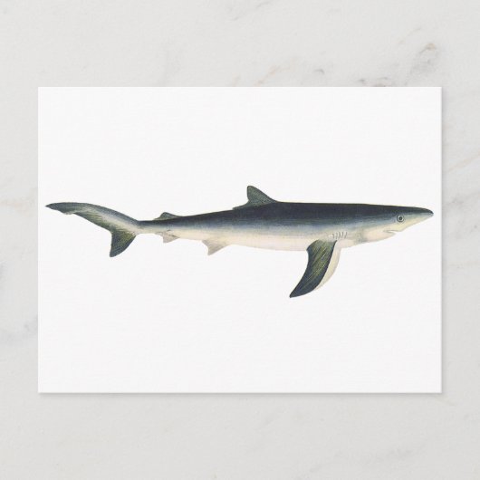 ヴィンテージブルーシャーク、水中競技海マリンライフ ポストカード (正面)