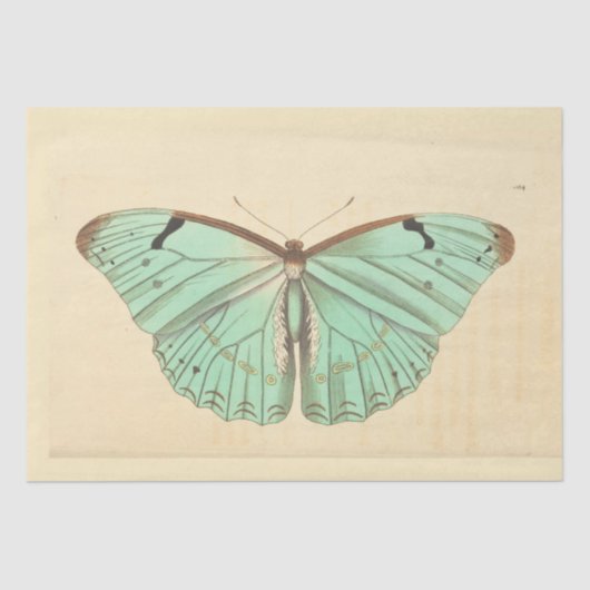 ヴィンテージブルーバタフライエフェメラデクページティール（緑がかった色）ティス 薄葉紙 (正面)