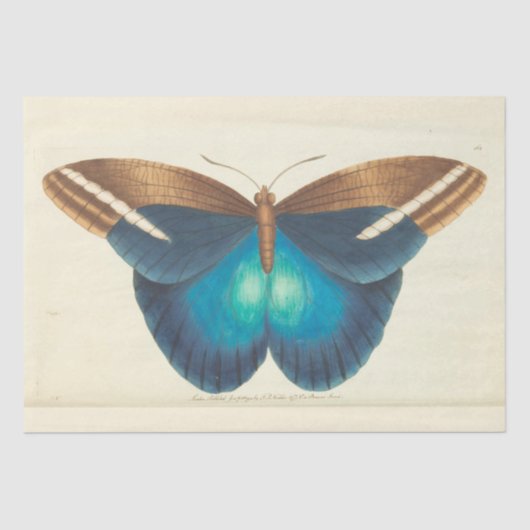 ヴィンテージブルーバタフライエフェメラデクページティール（緑がかった色） 薄葉紙 (正面)
