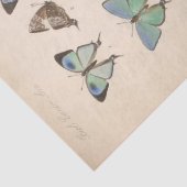 ヴィンテージブルー蝶エフエメラデクページティール（緑がかった色）T 薄葉紙 (詳細)
