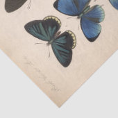 ヴィンテージブルー蝶エフエメラデクページティール（緑がかった色）T 薄葉紙 (詳細)