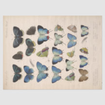 ヴィンテージブルー蝶エフエメラデクページティール（緑がかった色）T