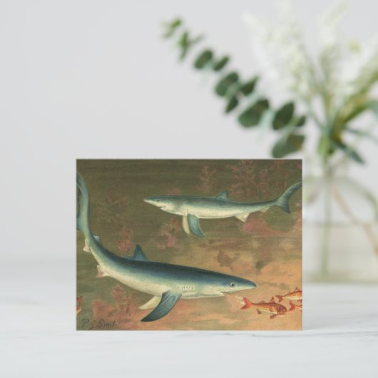 ヴィンテージブルー食べシャークの魚、海洋生物 ポストカード (スタンド正面)