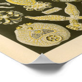 ヴィンテージプラットズカラーエルンストヘッケルアートプリント ポスター (角)