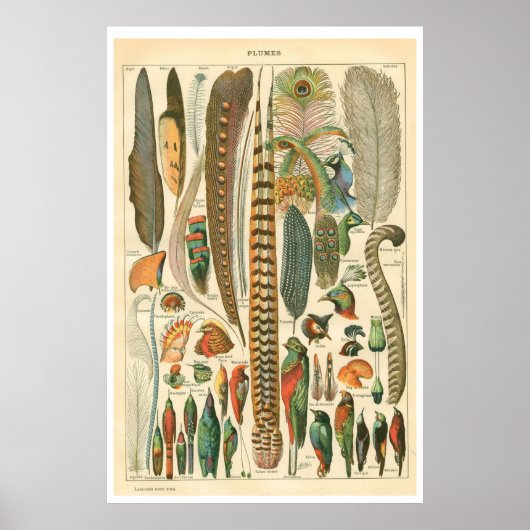 ヴィンテージプラムのポスター ポスター (正面)