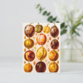 ヴィンテージプラムアンティークプラムフルーツイラストレーション ポストカード (スタンド正面)