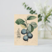 ヴィンテージプラム植物学プリントiPhone 8ケース ポストカード (スタンド正面)