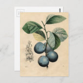 ヴィンテージプラム植物学プリントiPhone 8ケース ポストカード (正面/裏面)