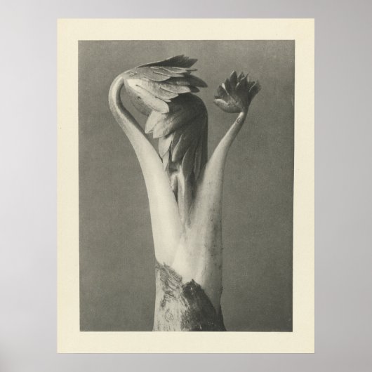 ヴィンテージプラント写真 – アーカイブプリント ポスター (正面)