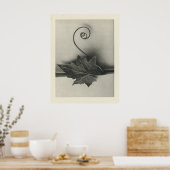 ヴィンテージプラント写真 – アーカイブプリント ポスター (キッチン)