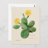 ヴィンテージプリックリーナセサボテンイラストレーション ポストカード (正面/裏面)