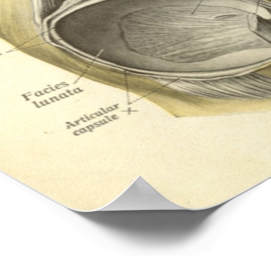 ヴィンテージプリント関節お尻骨 ポスター (角)