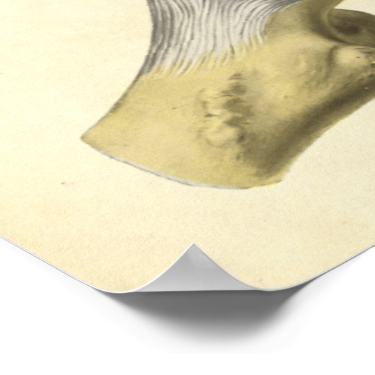 ヴィンテージプリント骨盤お尻骨 ポスター (角)