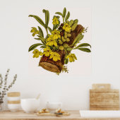 ヴィンテージプロメネアスタペロイデスの花 ポスター (キッチン)