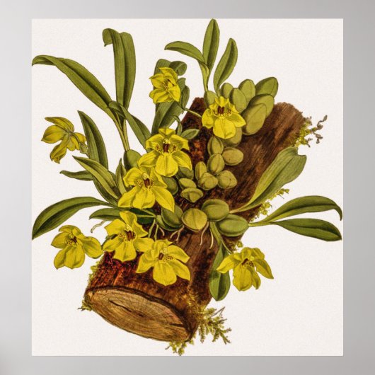 ヴィンテージプロメネアスタペロイデスの花 ポスター (正面)