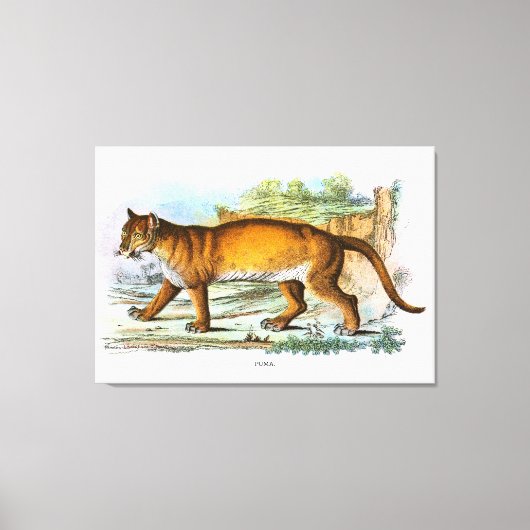 ヴィンテージプーマアニマルイラストレーション キャンバスプリント (正面)