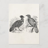 ヴィンテージヘイスティングズトラゴパンフェアサントインペヤンバード ポストカード (正面)