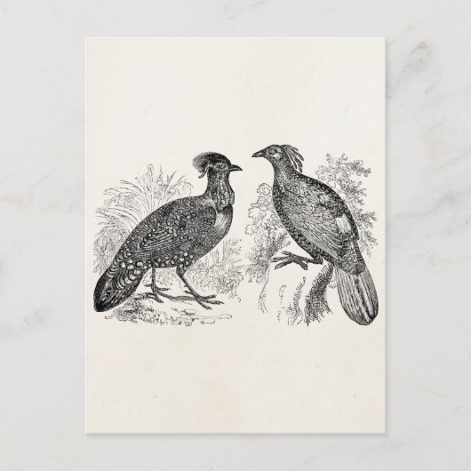 ヴィンテージヘイスティングズトラゴパンフェアサントインペヤンバード ポストカード (正面)