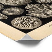 ヴィンテージヘキサコララカラーエルンストヘッケルプリント ポスター (角)