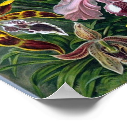 ヴィンテージヘケル植物紙ポスター ポスター (角)