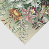 ヴィンテージヘッケルオーキカラフルッドリトグラフポスター 薄葉紙 (詳細)