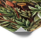 ヴィンテージヘッケルプラントライフプリント ポスター (角)