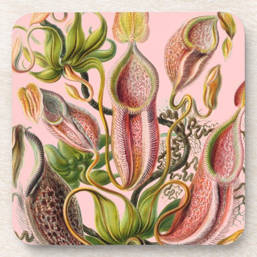 ヴィンテージヘッケル コースター (正面)