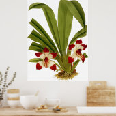 ヴィンテージペスカポショラムラン花 ポスター (キッチン)