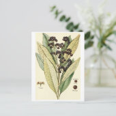 ヴィンテージペッパーイラストレーションはがきレシピカード ポストカード (スタンド正面)