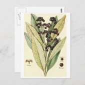 ヴィンテージペッパーイラストレーションはがきレシピカード ポストカード (正面/裏面)