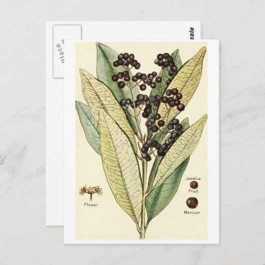 ヴィンテージペッパーイラストレーションはがきレシピカード ポストカード (正面/裏面)