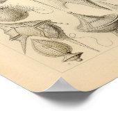 ヴィンテージペリディネアカラーエルンストヘッケルプリント ポスター (角)