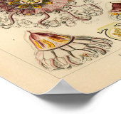 ヴィンテージペロメデュサエカラーエルンストヘッケルアートプリント ポスター (角)