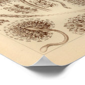 ヴィンテージペンナツリダカラーエルンストヘイケルプリント ポスター (角)