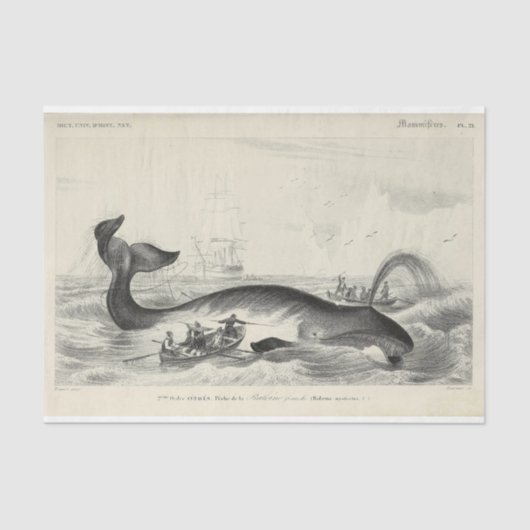 ヴィンテージホエールシップエフェメラデコパ航海のージ 薄葉紙 (正面)