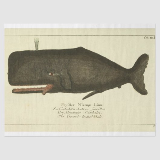 ヴィンテージホエールスクリプトEphemera Decompage 航海の 薄葉紙 (正面)