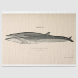 ヴィンテージホエールスクリプトEphemera Decompage 航海の 薄葉紙