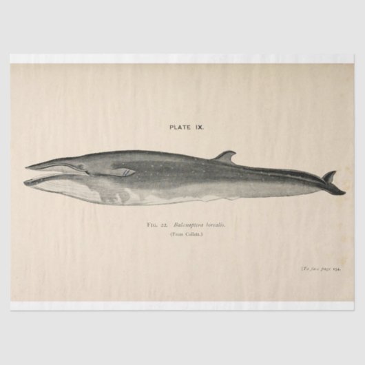 ヴィンテージホエールスクリプトEphemera Decompage 航海の 薄葉紙 (正面)