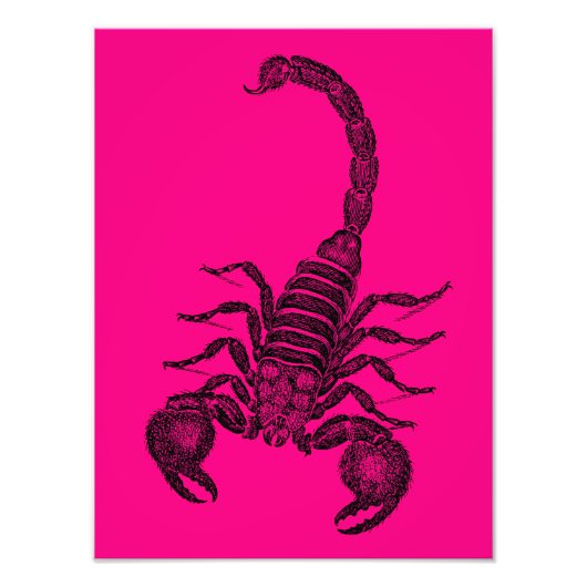 ヴィンテージホットピンクスコーピオンイラストレーション-1800s フォトプリント            (正面)