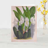 ヴィンテージホワイトオーキッドアングロアユニフローラリンデニア カード (黄色い花)