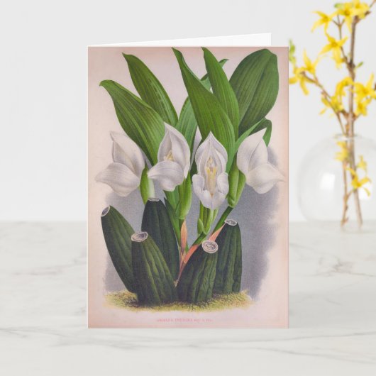 ヴィンテージホワイトオーキッドアングロアユニフローラリンデニア カード (黄色い花)