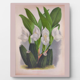 ヴィンテージホワイトオーキッドアングロアユニフローラリンデニア フォトプラーク