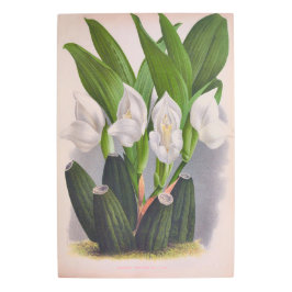 ヴィンテージホワイトオーキッドアングロアユニフローラリンデニア メタルプリント