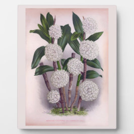 ヴィンテージホワイトオーキッドデンドロブリウムパープレム フォトプラーク