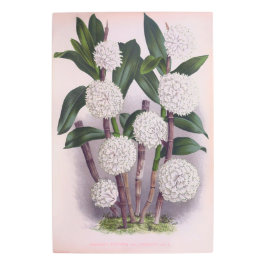 ヴィンテージホワイトオーキッドデンドロブリウムパープレム メタルプリント