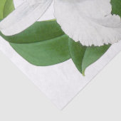 ヴィンテージホワイトオーキッドフラワーティッシュペーパー 薄葉紙 (詳細)