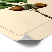 ヴィンテージホワイトオーク葉ズ&アコーンズ植物芸術 ポスター (角)