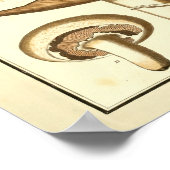 ヴィンテージホワイトキャップマッシュルームアートプリント ポスター (角)