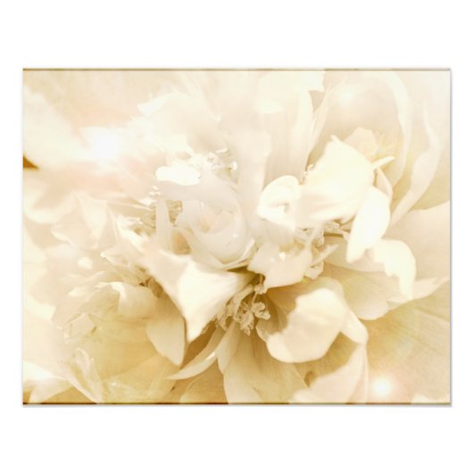 ヴィンテージホワイトダリアフラワーフローラ写真 フォトプリント            (正面)